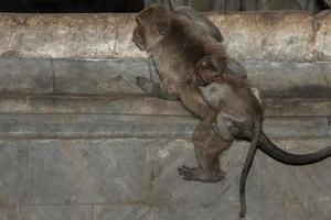 macque ape monkey inside bali induist temple photo