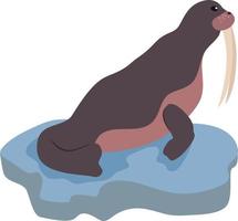 Walrus on an ice floe, vector illustration of a walrus on a white background isolated, flat style