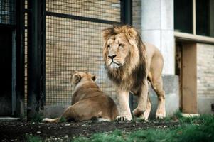 Lion and lioness in the zoo photo