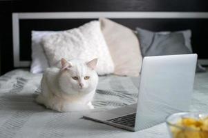 A white fluffy cat is lying on the bed and looking at a laptop photo
