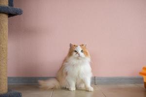 Cute fluffy persian young cat sits on the floor near the scratching post photo