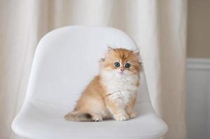 long-haired british kittens photo