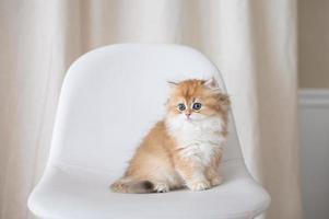 long-haired british kittens photo