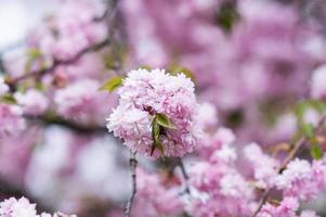 sakura blooming with pink flowers, perfect pink background photo