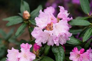 floración arbustos con brillante rosado flores, rosado rododendro foto