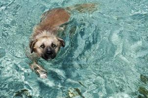 A dog swiming in tropical crystal polynesian sea water photo