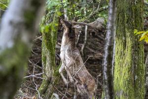 fallow deer in love season photo