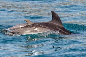 baby and mom dolphin jumping outside the harbor photo