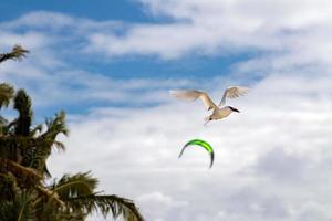 red tail tropic bird Phaethon rubricauda while flying photo