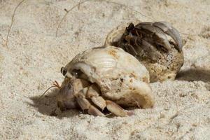 Hermit crab on white sand tropical paradise beach photo