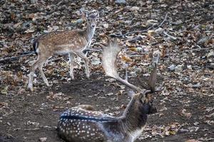 masculino y hembra barbecho ciervo en amor temporada en el bosque en otoño foto