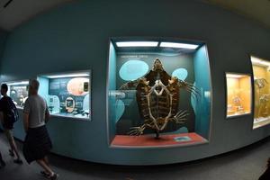 Washington DC, Estados Unidos - 17 de mayo de 2018 - Museo de Historia Natural lleno de visitantes foto