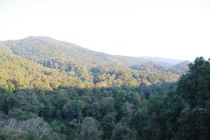 trail way walk in the woods forest mountain photo