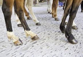 Horses legs in street photo