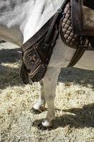 Old Saddle in a farm photo