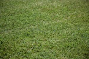 Grass detail in nature photo