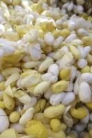 Natural silkworm cocoons photo