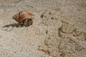 Hermit crab on sand photo