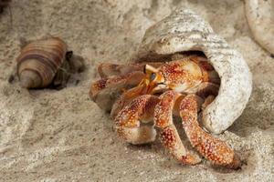 Hermit crab on white sand tropical paradise beach photo