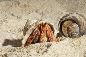 Hermit crab on white sand tropical paradise beach photo