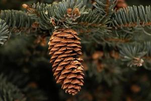 Pinecone hanging in tree photo