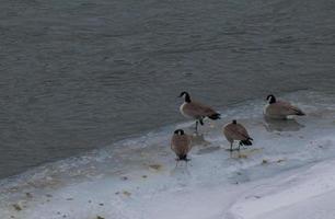 Geese at a river photo