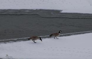 Geese at a river photo