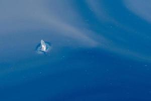 velella jellyfish on deep blue sea back photo