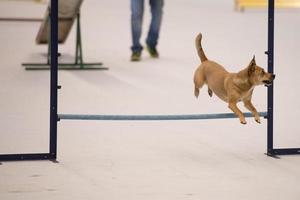 GENOA, ITALY - MAY 21 2016 - Annual public international dog show photo