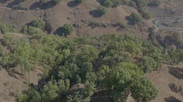 prato nel un' foresta video