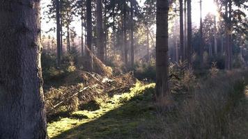 sjö från en tall skog under en solnedgång video