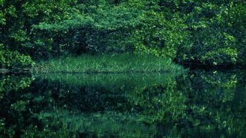 mangrove marais avec vert la nature video