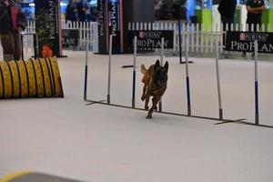 GENOA, ITALY - MAY 21 2016 - Annual public international dog show photo