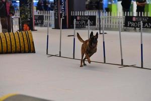 Génova, Italia - mayo 21 2016 - anual público internacional perro espectáculo foto