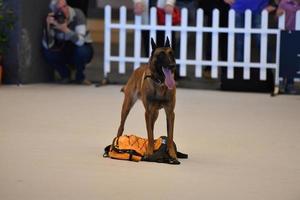 GENOA, ITALY - MAY 21 2016 - Annual public international dog show photo