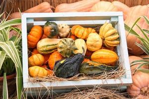 calabaza orgánica colorida en caja de madera en feria agrícola. cosechando el concepto de tiempo de otoño. jardín otoño planta natural. decoración de halloween de acción de gracias. fondo rural de la granja festiva. comida vegana. de cerca foto