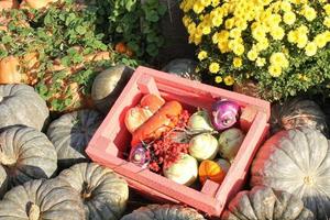 Organic pumpkin and vegetable in wooden box on agricultural fair. Harvesting autumn time concept. Garden fall natural plant. Thanksgiving halloween decor. Festive farm rural background. Vegan food. photo