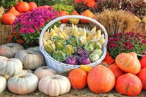Colourful organic pumpkins and vegetables in basket on agricultural fair. Harvesting autumn time concept. Garden fall natural plant. Thanksgiving decoration. Festive farm rural background. Vegan food. photo