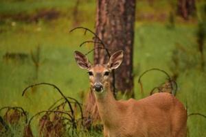 Amazing Deer Up Close and Personal in South Dakota photo
