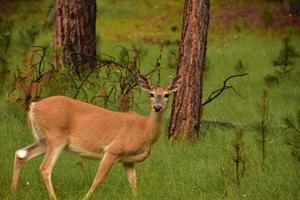 Beautiful Doe Standing in a Woodland Grove photo