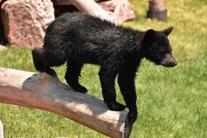 precioso negro oso cachorro en un cortar Iniciar sesión foto