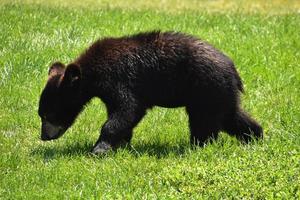 errante negro oso cachorro en verde césped foto