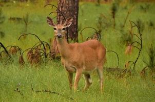 Woodland Grove with a Deer Standing Still photo