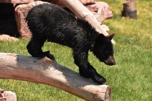 pequeño negro oso cachorro en un Iniciar sesión Listo a saltar foto