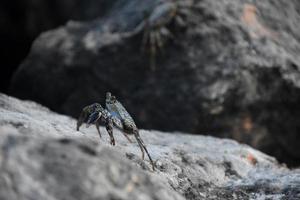 Grey Swimming Crab Climbing Up the Side of  a Rock photo