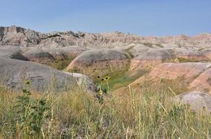 Small Sunflowers Blooming at Edge of Yellow Mounds photo