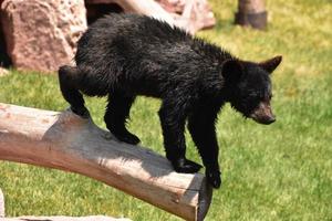 Black Bear Cub Standing on the End of a Log photo