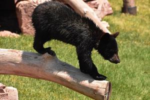 negro oso cachorro en el borde de un Iniciar sesión foto