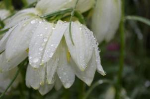 Water Drops and White Flower Blossoms in a Garden photo