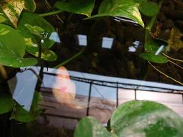 colorful goldfish and water flowers photo